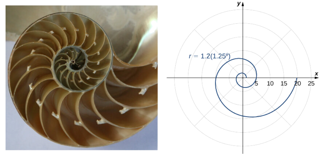 Vỏ ốc nautilus